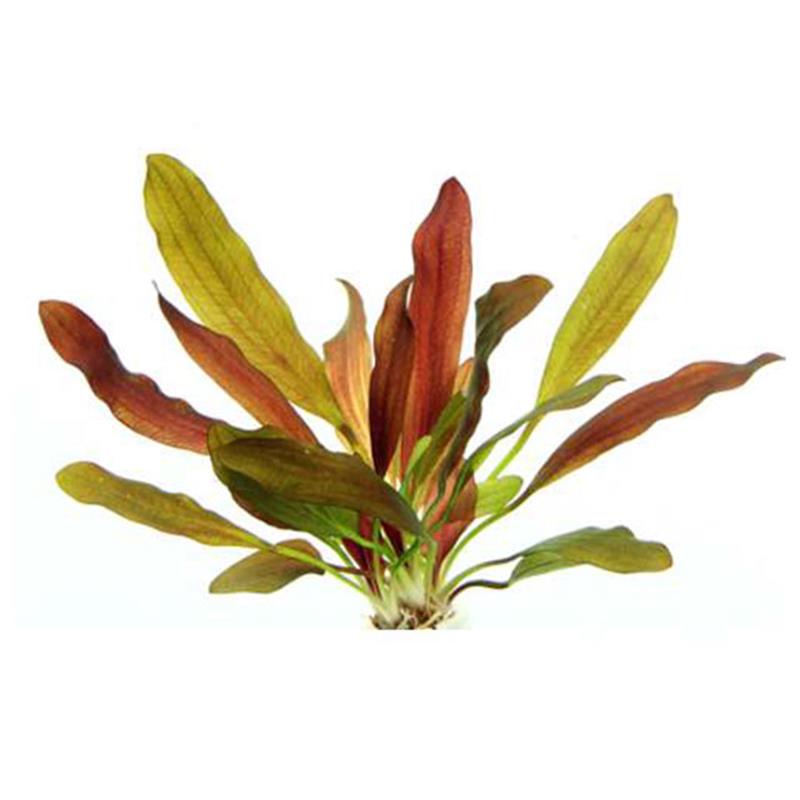 Dennerle Echinodorus Red Chameleon - imagine 3